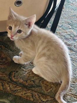 Domestic Short Hair Cats Available for Adoption in Lake Orion, Michigan - Aspen | PetCurious