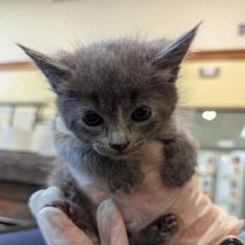 Tornado -  Domestic Medium Hair Cat for Adoption in Lynchburg, Virginia - Tornado | PetCurious