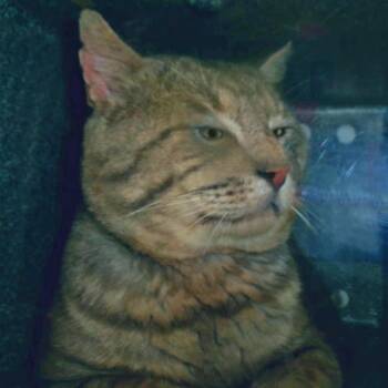 Chief Big Cheeks (Working Cat) -  Domestic Short Hair Cat for Adoption in Plover, Wisconsin - Chief Big Cheeks (Working Cat) | PetCurious