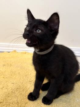 Jasper -  Domestic Short Hair Cat for Adoption in Ephrata, Washington - Jasper | PetCurious