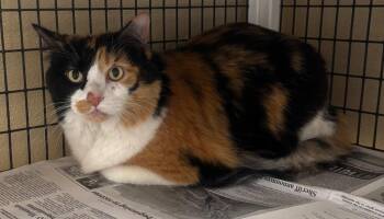 Hailey -  Calico Cat for Adoption in Green River, Wyoming - Hailey | PetCurious