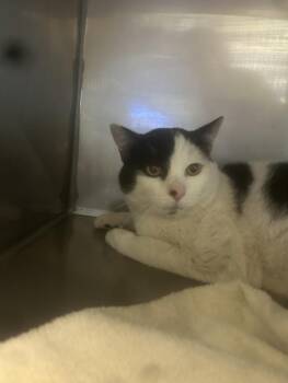 Rescue Domestic Short Hair Cats for Adoption in Santa Cruz, California - JOHNNY* | PetCurious