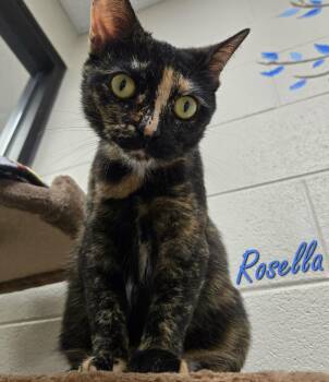 Domestic Short Hair Cats Available for Adoption in Valparaiso, Indiana - Rosella | PetCurious