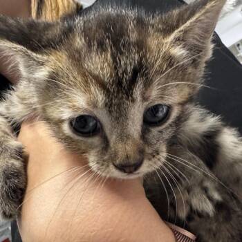Zara -  Domestic Short Hair Cat Available for Adoption in Buchanan Dam, Texas - Zara | PetCurious