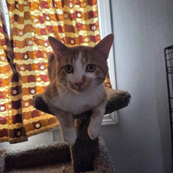 Frankie -  Domestic Short Hair Cat for Adoption in Claresholm, Alberta - Frankie | PetCurious