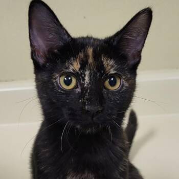 Jagara -  Domestic Short Hair Cat for Adoption in Grayslake, Illinois - Jagara | PetCurious