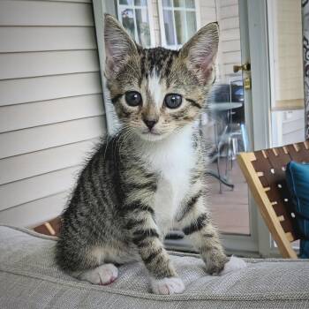 Rescue Domestic Short Hair Cats for Adoption in New Bern, North Carolina - Falcon | PetCurious