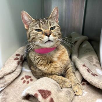 Domestic Short Hair Cats Available for Adoption in Fairport, New York - Cookie | PetCurious