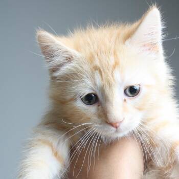 Domestic Short Hair Cats Available for Adoption in Minnetonka, Minnesota - Takis C69056 | PetCurious