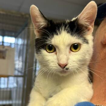 Rescue Domestic Short Hair Cats for Adoption in Goleta, California - Bobby | PetCurious