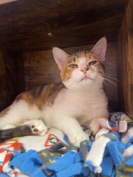 Hadley -  Domestic Short Hair Cat for Adoption in Champaign, Illinois - Hadley | PetCurious