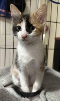 3 Adorable Calico Babies -  Calico Cat Available for Adoption in Salem, New Hampshire - 3 Adorable Calico Babies | PetCurious