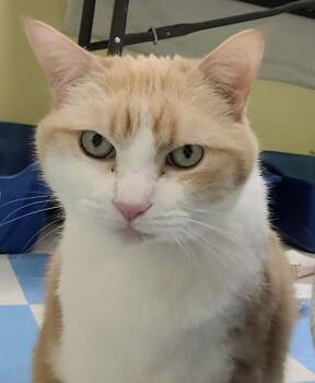 BABY -  Domestic Short Hair Cat for Adoption in Muskegon, Michigan - BABY | PetCurious