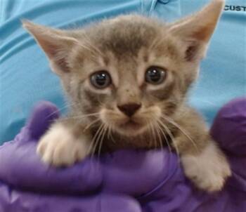 BOOMER -  Domestic Short Hair Cat for Adoption in Doral, Florida - BOOMER | PetCurious