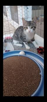 Rescue Domestic Short Hair Cats for Adoption in Walworth, Wisconsin - Meadow | PetCurious