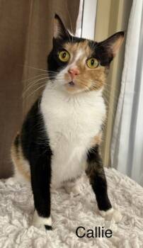 Rescue Domestic Short Hair Cats for Adoption in Ballwin, Missouri - Callie | PetCurious