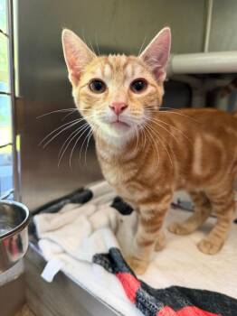 Cotton Eye Joe -  Domestic Short Hair Cat for Adoption in Pomona, New York - Cotton Eye Joe | PetCurious