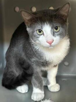 Rescue Domestic Short Hair Cats for Adoption in Shreveport, Louisiana - Echo | PetCurious