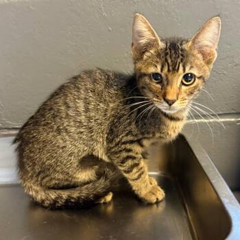 Steve -  Domestic Short Hair Cat for Adoption in Tuscaloosa, Alabama - Steve | PetCurious