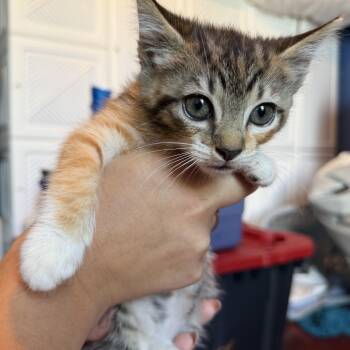 Blossom -  Domestic Short Hair Cat for Adoption in Jacksonville, Florida - Blossom | PetCurious