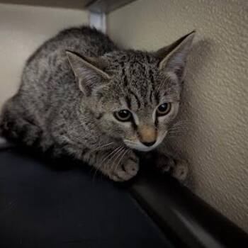 Reba -  Domestic Short Hair Cat for Adoption in Jeffersonville, Indiana - Reba | PetCurious