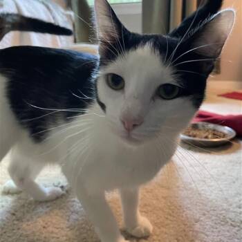 Rescue Domestic Short Hair Cats for Adoption in Fairfax, Virginia - Poncho (bonded With Patch) | PetCurious