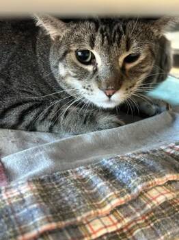 Racoon -  Domestic Short Hair Cat for Adoption in Hamilton, Montana - Racoon | PetCurious