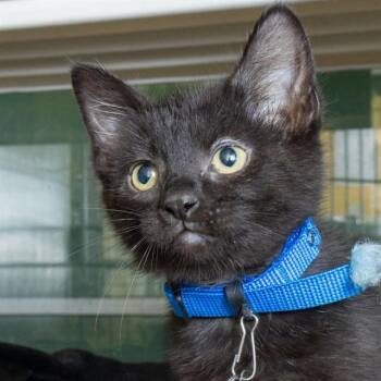 ORANGE -  Domestic Short Hair Cat for Adoption in St. Louis, Missouri - ORANGE | PetCurious