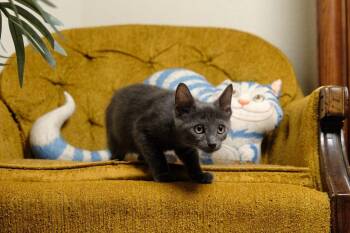 Bear -  Domestic Short Hair Cat for Adoption in Rowlett, Texas - Bear | PetCurious