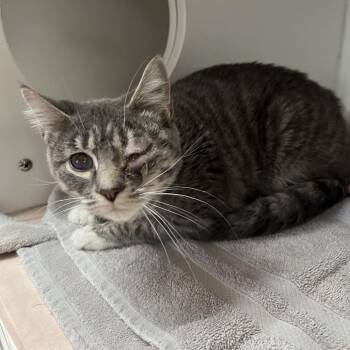 IVHS-Stray-143159 -  Domestic Short Hair Cat for Adoption in San Gabriel, California - IVHS-Stray-143159 | PetCurious