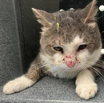 Domestic Short Hair Cats Available for Adoption - Parsley | PetCurious