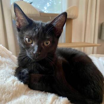 Nora -  Domestic Short Hair Cat for Adoption in Herrin, Illinois - Nora | PetCurious