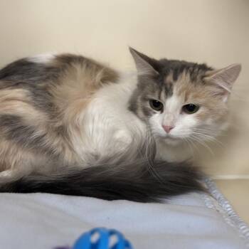 Domestic Long Hair Cats Available for Adoption - Pippin | PetCurious