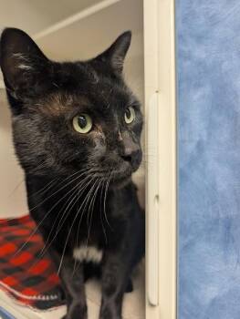 Mister Cheeks -  Domestic Short Hair Cat for Adoption in Bellingham, Washington - Mister Cheeks | PetCurious