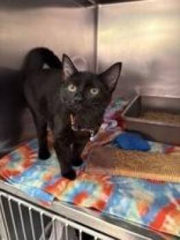 Rescue Domestic Short Hair Cats for Adoption in Manitowoc, Wisconsin - Phantom | PetCurious