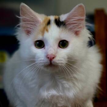 Lyla -  Domestic Long Hair Cat for Adoption in Johnson City, Tennessee - Lyla | PetCurious