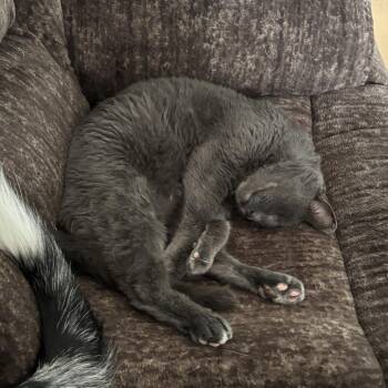 Domestic Short Hair Cats Available for Adoption in Fargo, North Dakota - Benedict Cumbercat--In Foster | PetCurious