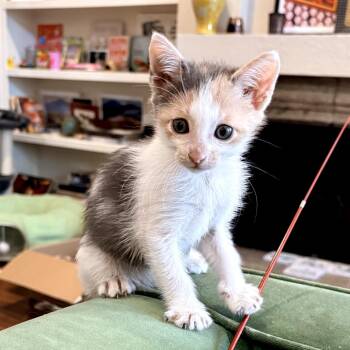 Salsa Juice 29 -  Domestic Short Hair Cat for Adoption in Austin, Texas - Salsa Juice 29 | PetCurious