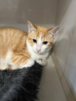 Humphrey -  Domestic Short Hair Cat for Adoption in Corpus Christi, Texas - Humphrey | PetCurious