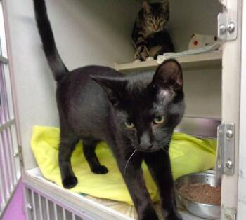 NIKE -  Domestic Short Hair Cat for Adoption in Delhi, New York - NIKE | PetCurious