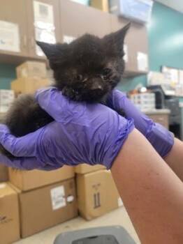 Hannah -  Domestic Short Hair Cat for Adoption in Fishers, Indiana - Hannah | PetCurious