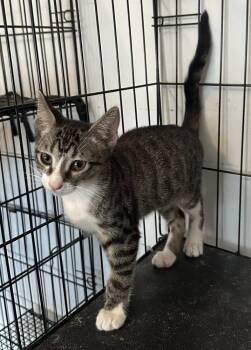 Rescue Domestic Short Hair Cats for Adoption in Warner Robins, Georgia - Whiskey | PetCurious