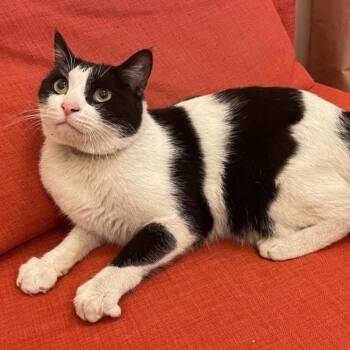 Robert -  Domestic Short Hair Cat for Adoption in Waltham, Massachusetts - Robert | PetCurious
