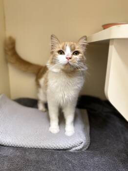Domestic Medium Hair Cats Available for Adoption - Virginia | PetCurious