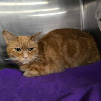 Domestic Short Hair Cats Available for Adoption in Spokane, Washington - Orange Slice | PetCurious