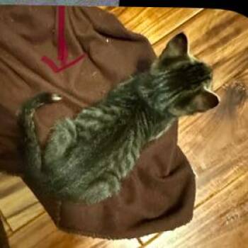 Bambi -  Domestic Short Hair Cat for Adoption in Columbus, North Carolina - Bambi | PetCurious