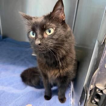 Nika -  Domestic Medium Hair Cat for Adoption in Englewood, Florida - Nika | PetCurious