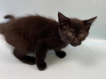 Carmen -  Domestic Short Hair Cat for Adoption in Woodbury, Minnesota - Carmen | PetCurious