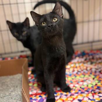 Wasabi -  Domestic Short Hair Cat for Adoption in Milan, Illinois - Wasabi | PetCurious