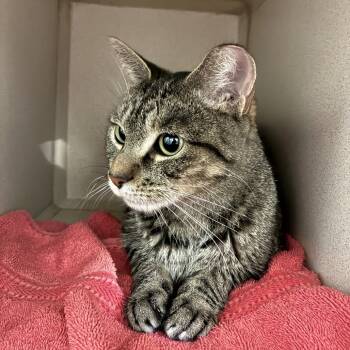 Rescue Domestic Short Hair Cats for Adoption in Skokie, Illinois - Wendy (c2025) | PetCurious